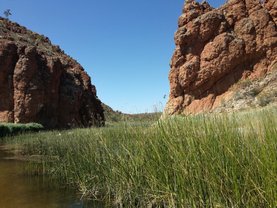 Glen Helen Gorge, thick with rushes
